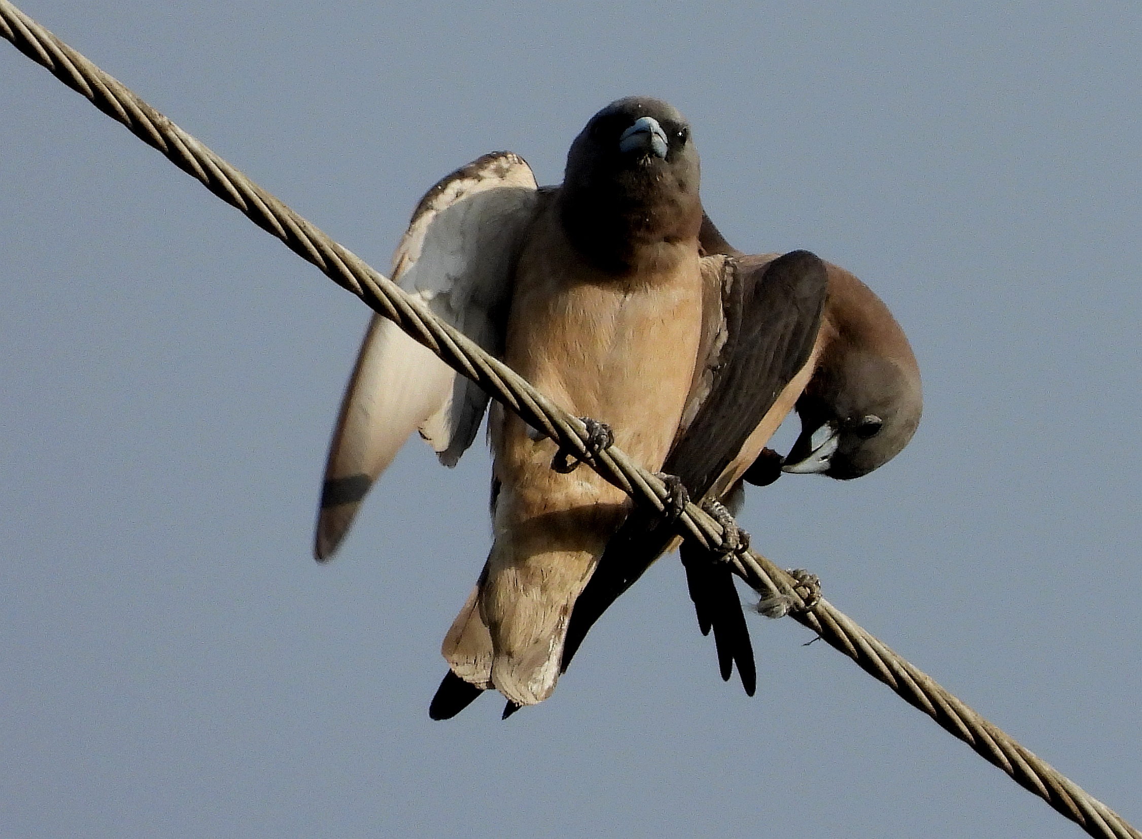 Artamus fuscus by Xie Qingwei.jpg