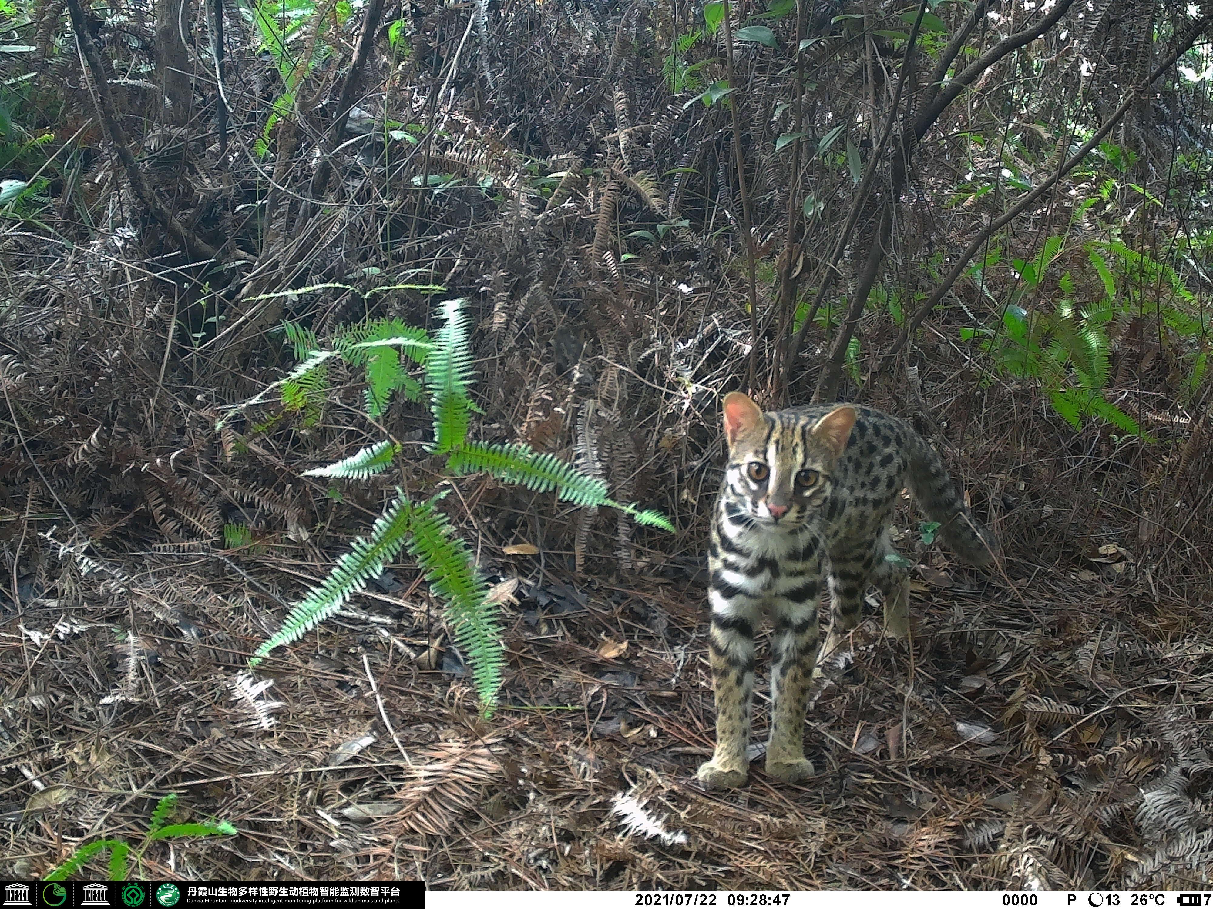 Prionailurus bengalensis.JPG