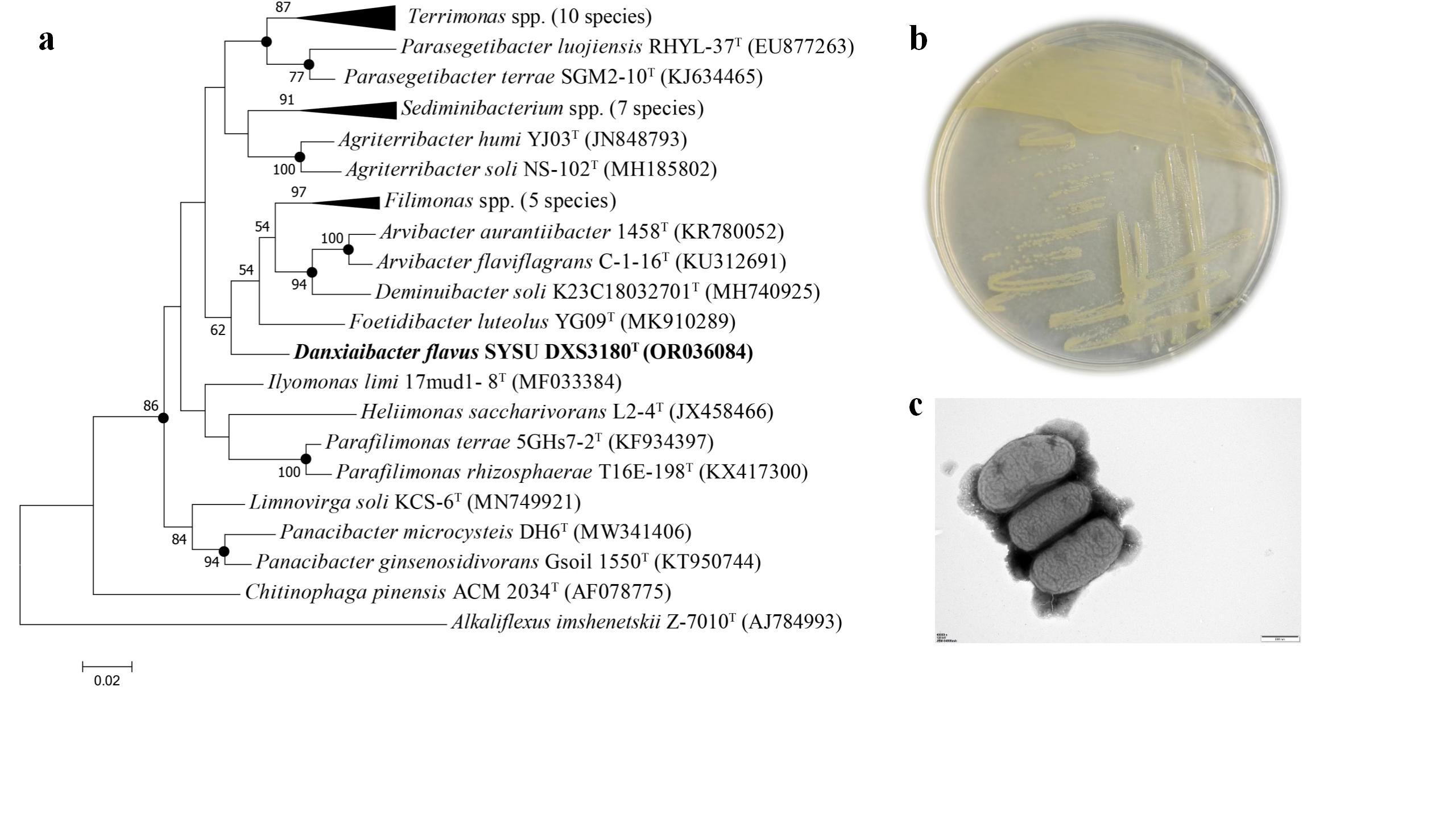 Chinese team discovers new bacterium in Danxiashan