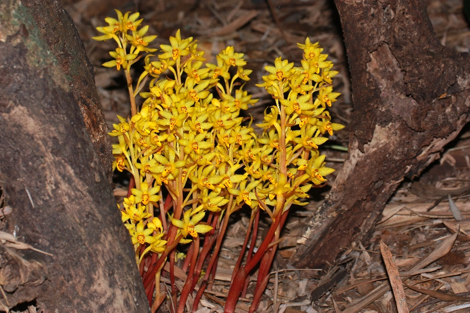 Danxiaorchis singchiana