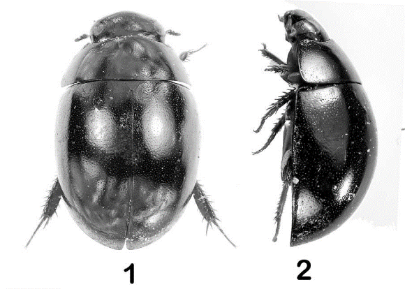 Oocyclus shorti