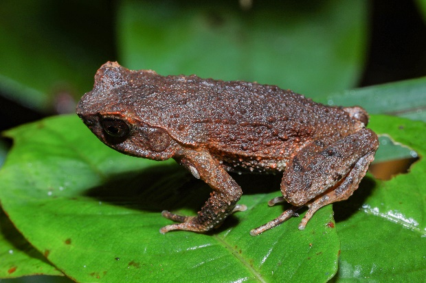 Panophrys ombrophila