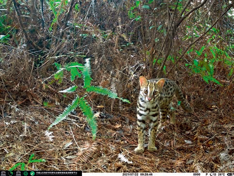 Prionailurus bengalensis