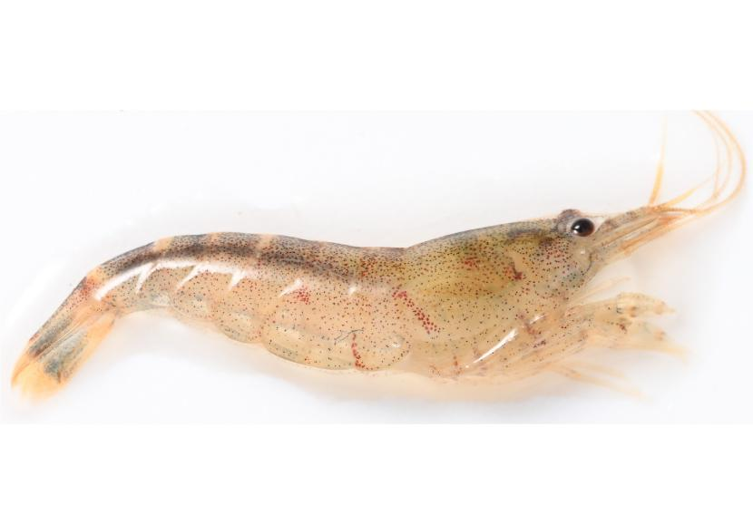 Caridina Danxiaensis, 44th! New Species of Caridina First Discovered in Danxiashan!