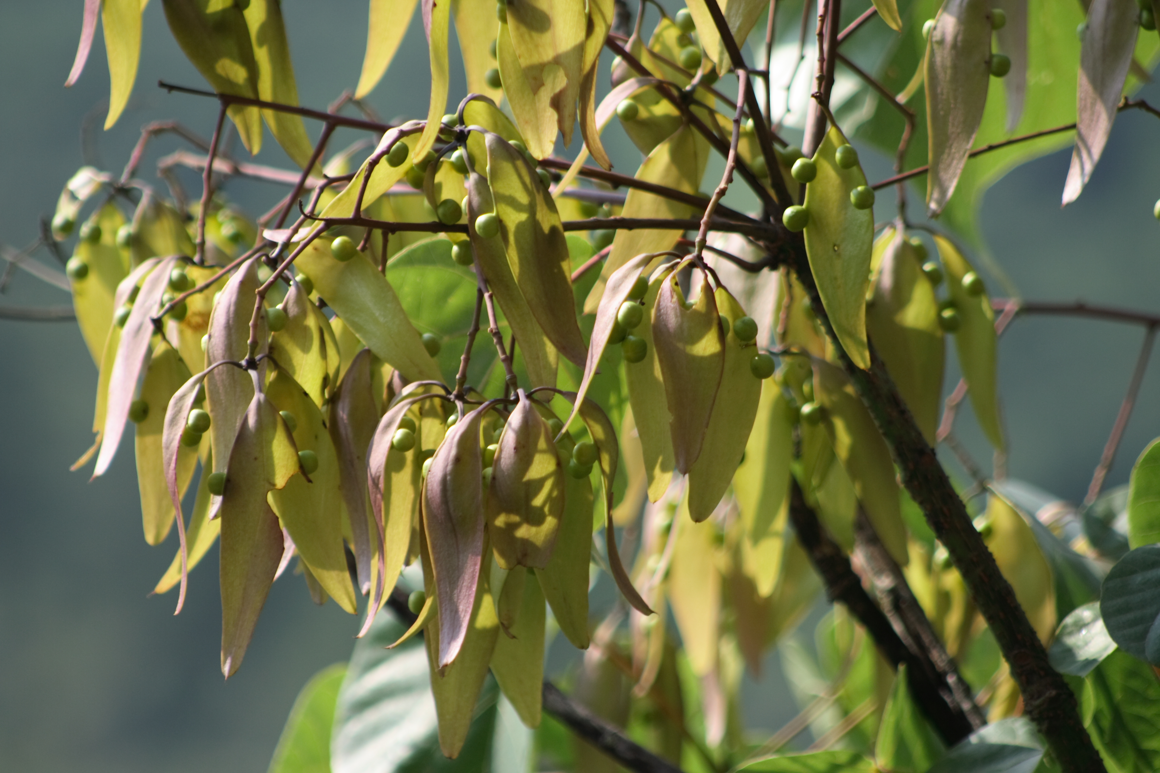 Firmiana danxiaensis