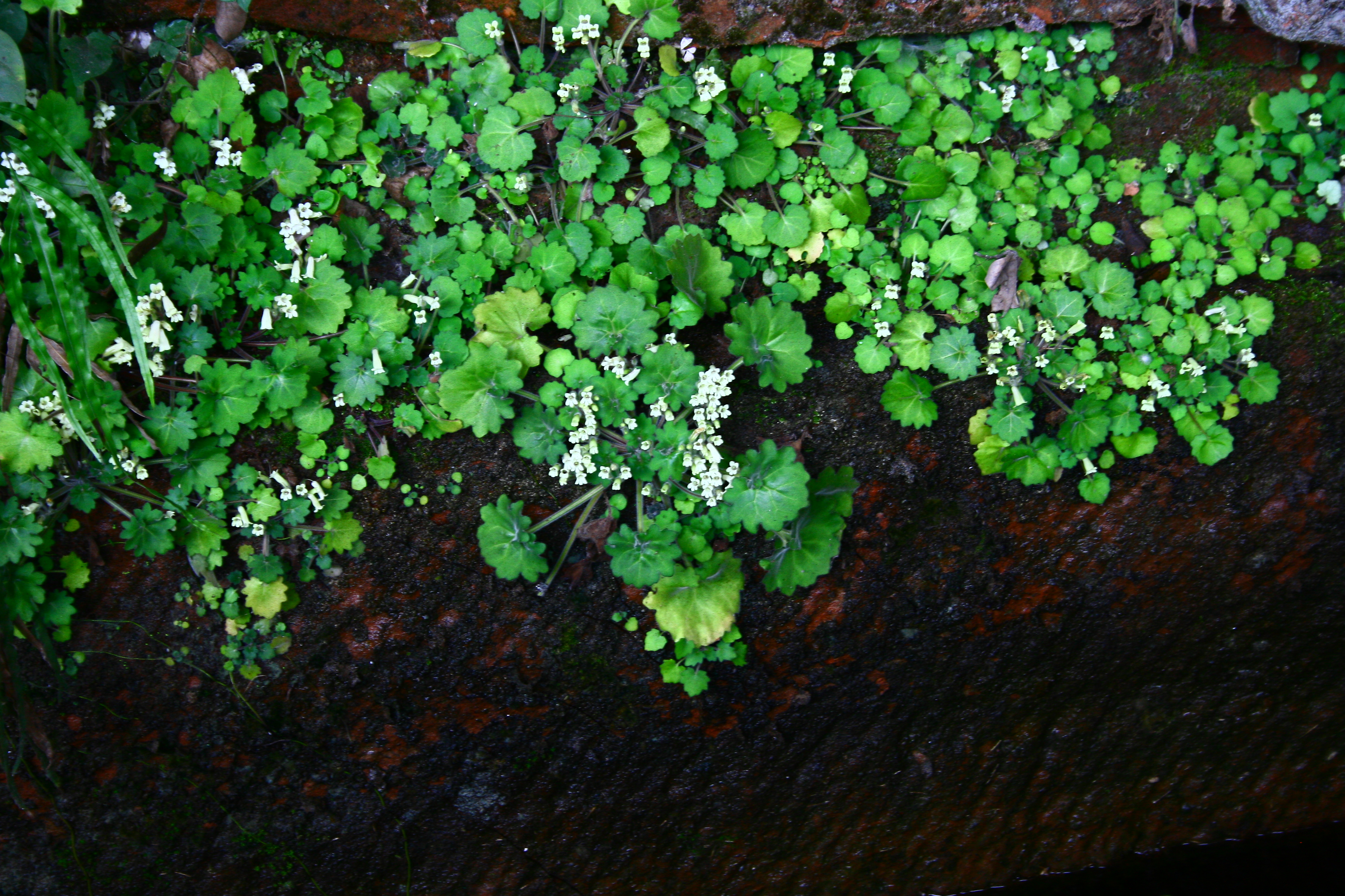 丹霞小花苣苔 (7).jpg