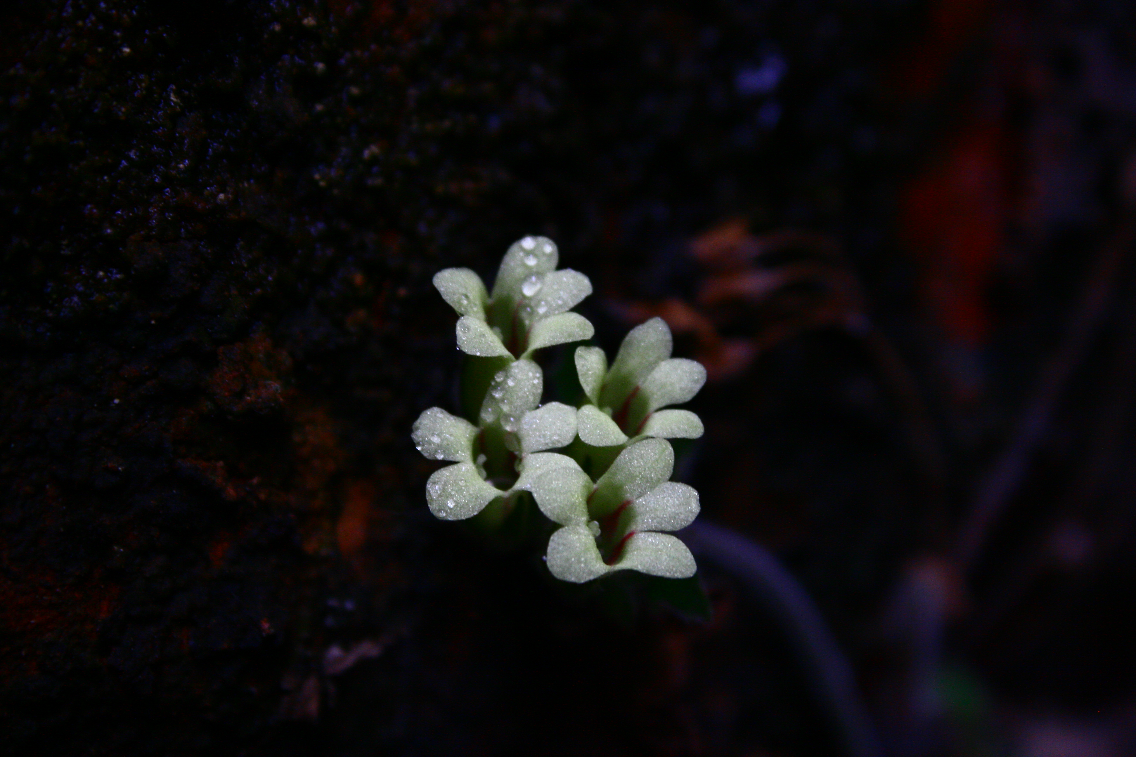 丹霞小花苣苔 (12).jpg