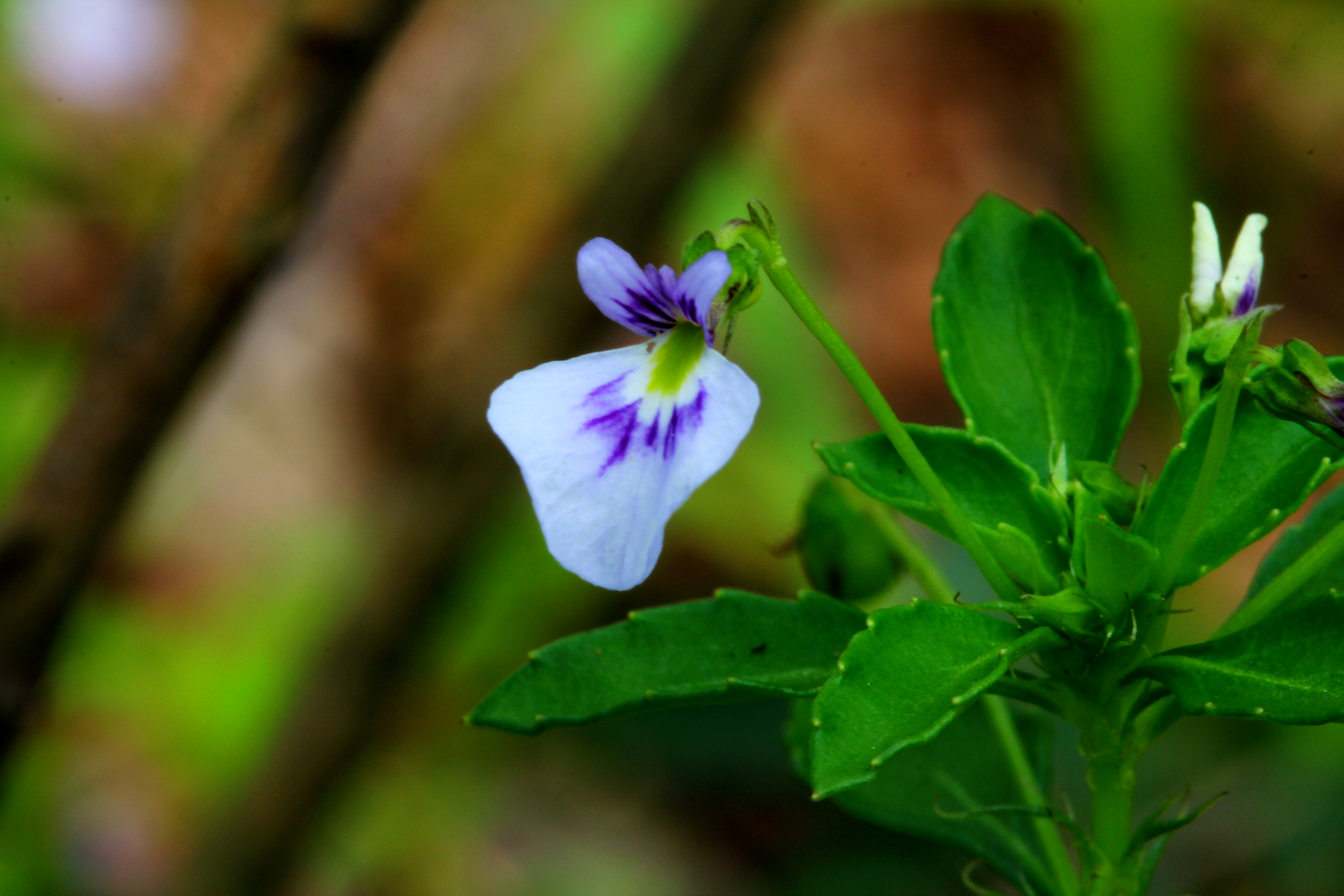 Viola hybanthoides