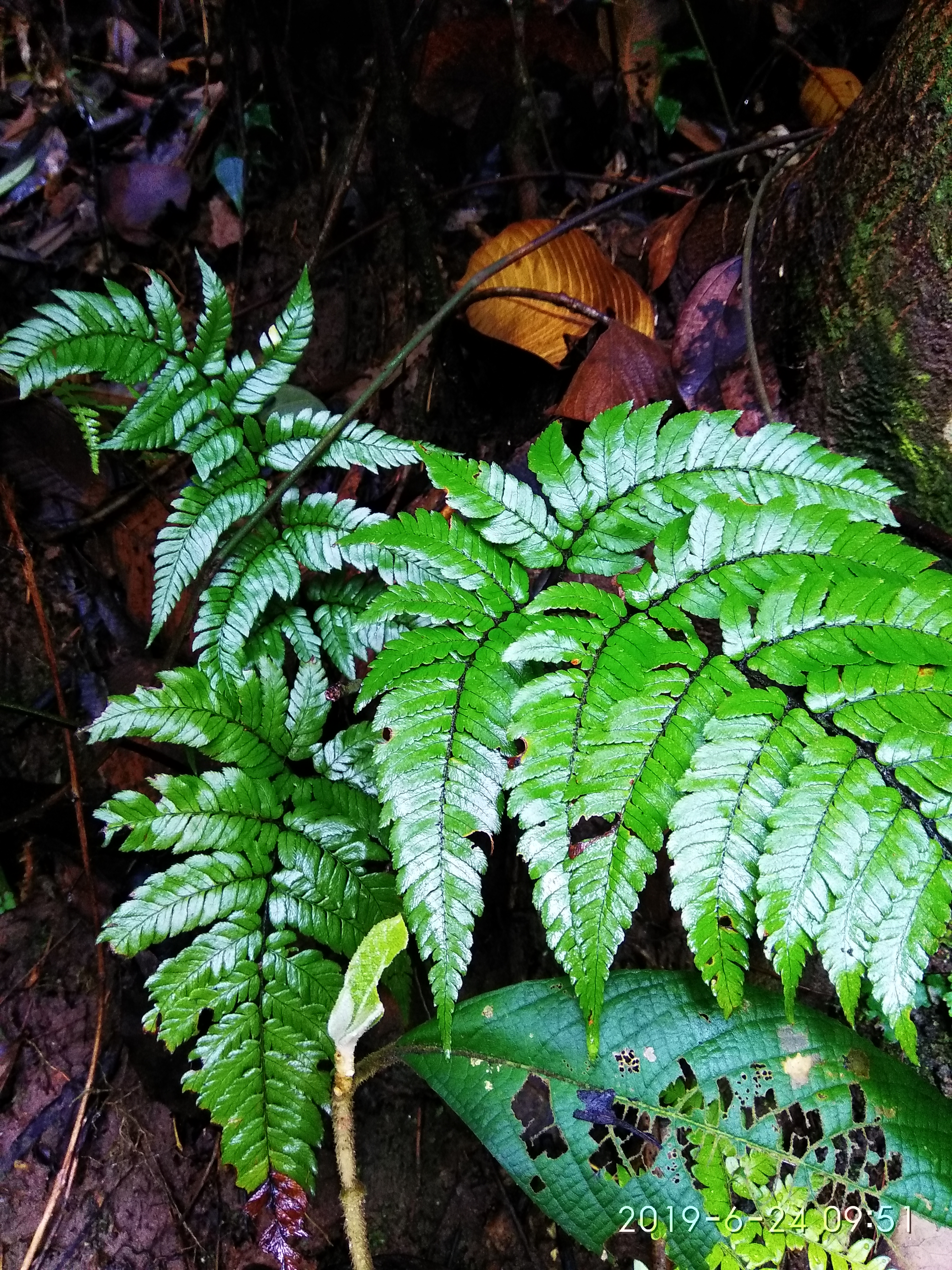 Dryopteris shiakeana