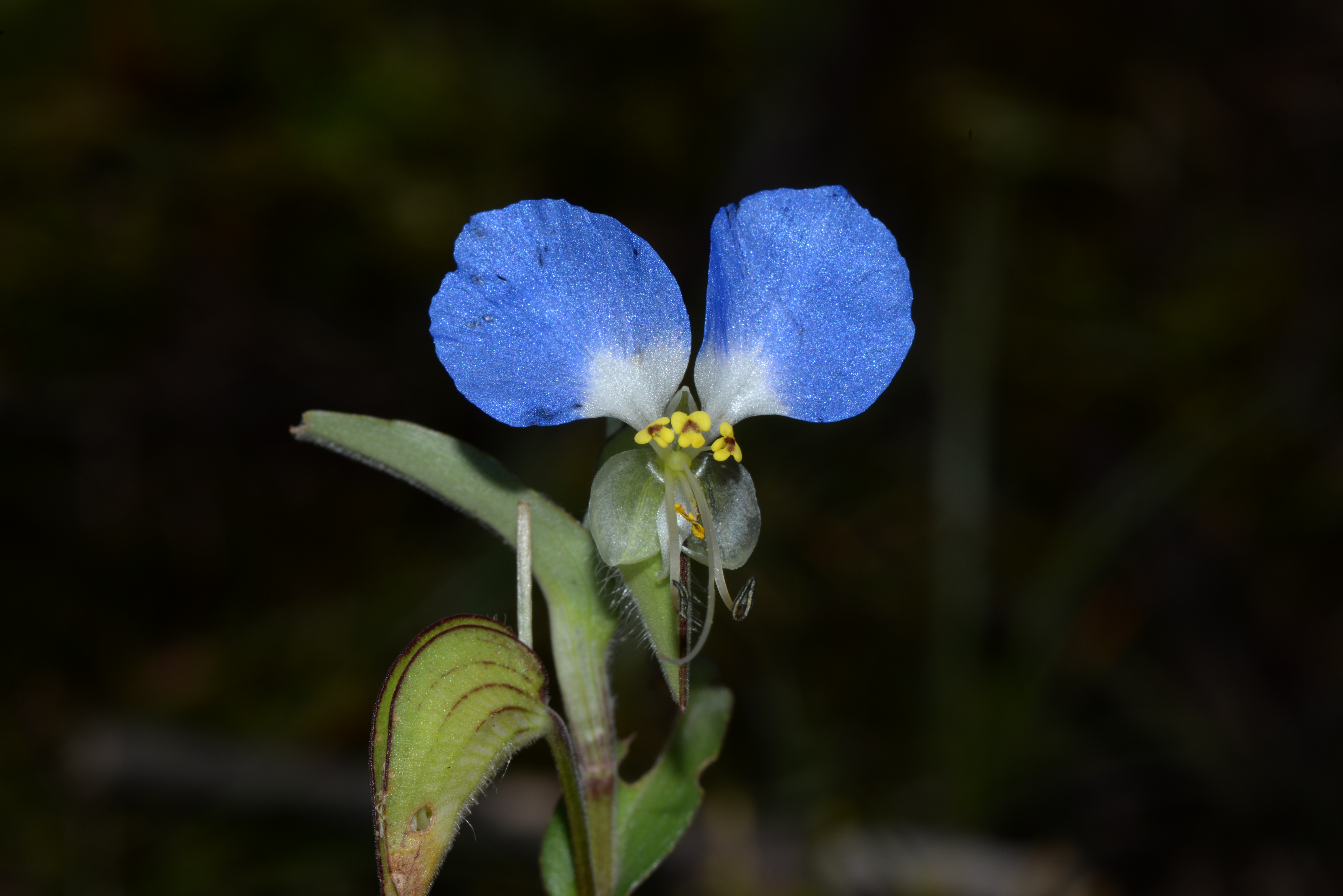 Commelina danxiaensis