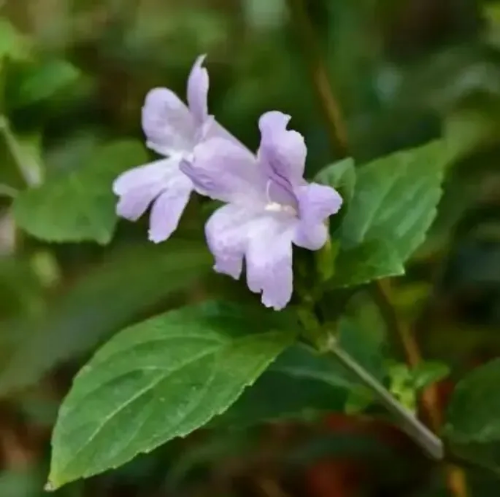 丹霞山发现第54个新物种——丹霞马蓝